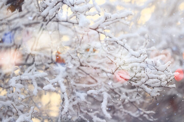 winter background branches snow park nature