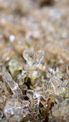 grass in Texas winterstorm