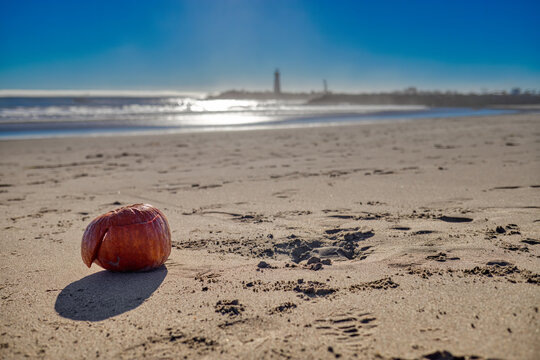 A Rotten Pumpkin on the Beach: The Decay of Fall's Harvest