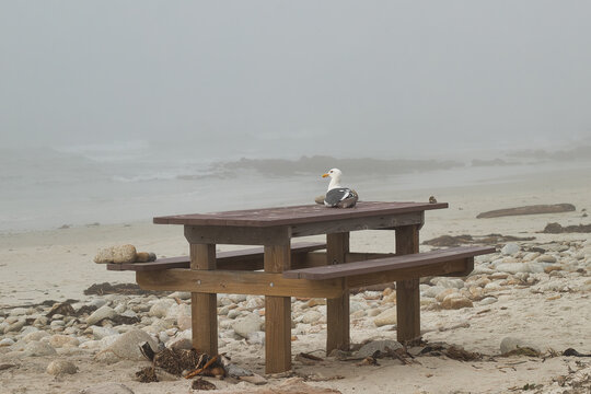 Perched and Proud: A California Gull on a Picnic Bench