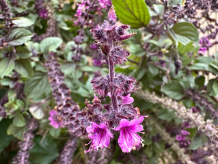 Basil blooming with pink flowers (lat. Ocimum basilicum)