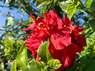 Terry Red Hibiscus Flower closeup (lat.- Hibiscus)