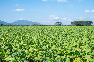Fototapeta na wymiar Scenery view of Tobacco plantation in rural area of Thailand.