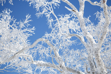 Snow covered tree branches against blue sky