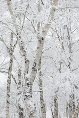 icy frozen birch woodland tree trunks in winter