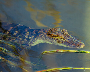 Young American Alligator at South Padre Island  nature center, Texas.