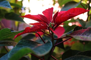 Poinsettia Plant