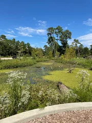 Tuinposter Green Swamp lake ecosystem © Jennifer