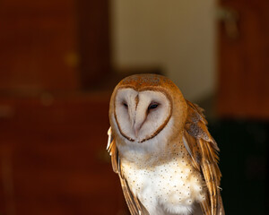 Barn owl on perch