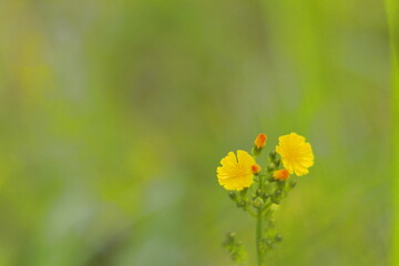 Obraz premium オニタビラコ