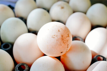 fresh white duck eggs