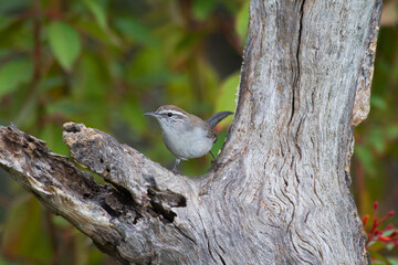 Bewick's Wren on old dead tree.  