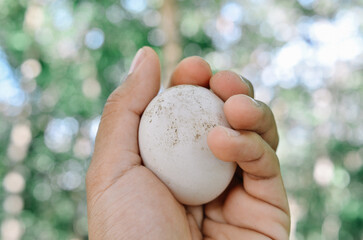 fresh white duck eggs