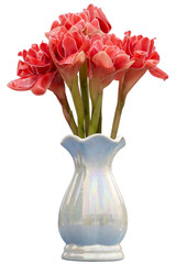 Red flower of Torch Ginger, Etlingera elatior, Phaeomeria magnifica or Nicolaia elatior in white...