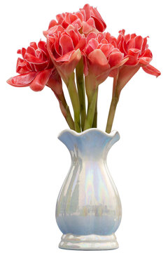 Red flower of Torch Ginger, Etlingera elatior, Phaeomeria magnifica or Nicolaia elatior in white vase isolated on white background included clipping path.