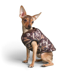 Chihuahua Dog Isolated