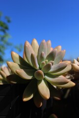 Succulent plant in the sky