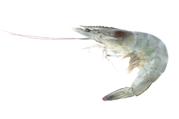 pacific white shrimp on transparent background, PNG File,  fresh seafood, animal