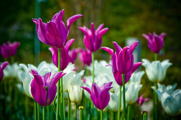 Purple and White Flowers in a Field