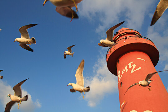 Seagulls Flying in Oido