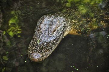 American Alligator Floating In The Calm Waters Of Southeast Louisiana.