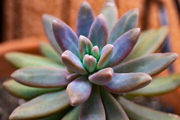 PLanta suculenta closeup