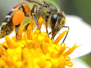 bee on flower