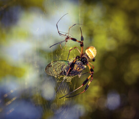 Golden Silk Orb-Weaver Captured A Cicada In It's Web As The Male Spider Waits In The Background.