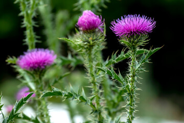 delicate beautiful purple bright thistle flower, macro