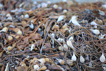 Beached Seaweed