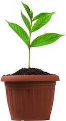 Plant growing out of a pot