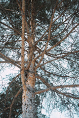 trunks of pine trees in winter