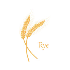 An ear of rye. Two ears of rye. Illustration for food packaging. Cereal plants. Vector illustration of grain crops isolated on a white background