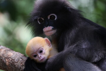 Leaf Monkeys or Dusky Langur and mother who are living in the forest, Animals with their babies in Thailand