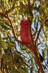 White Cliffs Australia, Eolophus roseicapilla or galah perched in a eucalyptus tree