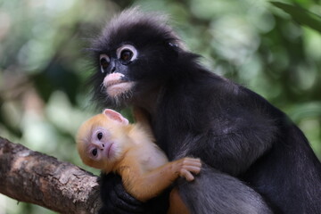 Leaf Monkeys or Dusky Langur and mother who are living in the forest, Animals with their babies in Thailand