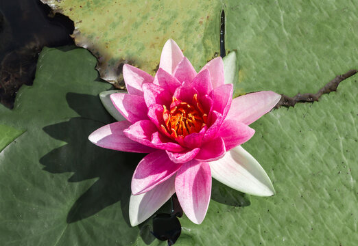 Beautiful pink water lily or lotus flower in pond. Royalty high quality free stock footage of a pink lotus flower. background is the lotus leaf in a lotus pond in Yokohama, Kanagawa Prefecture Japan.