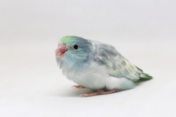 Selective focus of forpus parrotlet newborn bird studio shot on white background
