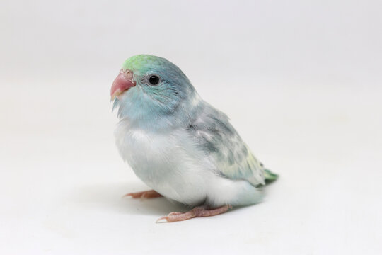 Selective focus of forpus parrotlet newborn bird studio shot on white background