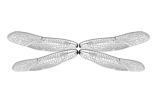 wings illustration, insect isolated on white. wing vector. Realistic Dragonfly Wings 