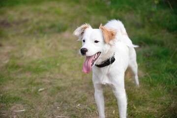 Obraz premium Cute white dog with beige ears is happily standing on the lawn in the garden and looking at the side.