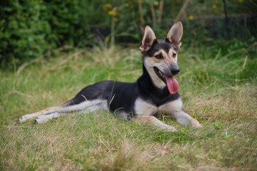 Beige light brown and black mottled dog is lying contentedly in garden on the lawn.