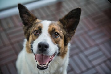 Close-up of smiling dog on balcony with wooden floor looking into camera.