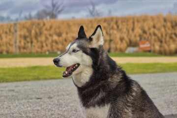 Husky looks into the distance with diffuse background.