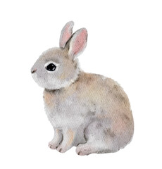Small cute rabbit animal pet. Realistic Easter bunny. Vector watercolor hand drawn illustration - little adorable hare