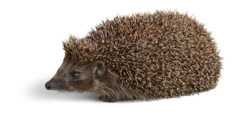Hedgehog