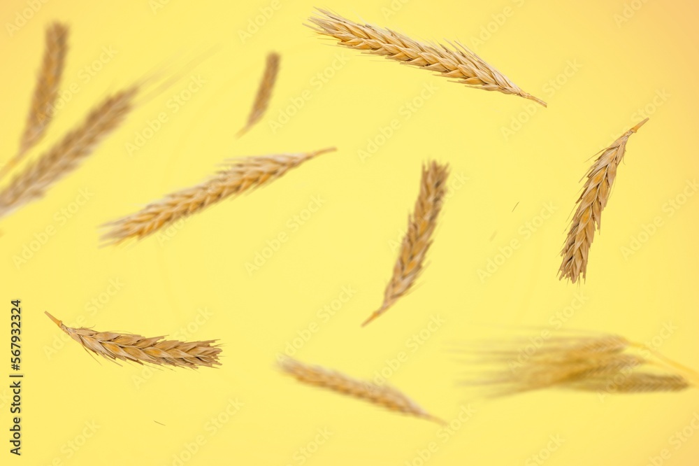 Wall mural falling set of golden wheat on background