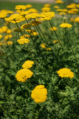 Tanacetum vulgare, wild yellow meadow flower head close-up