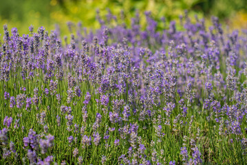 Naklejka premium organic lavender in the garden