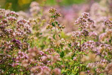organic oregano in  the garden